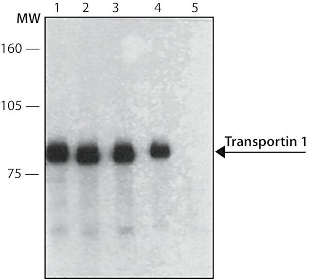 Anti-Transportin 1 antibody, Mouse monoclonal antibody produced in mouse