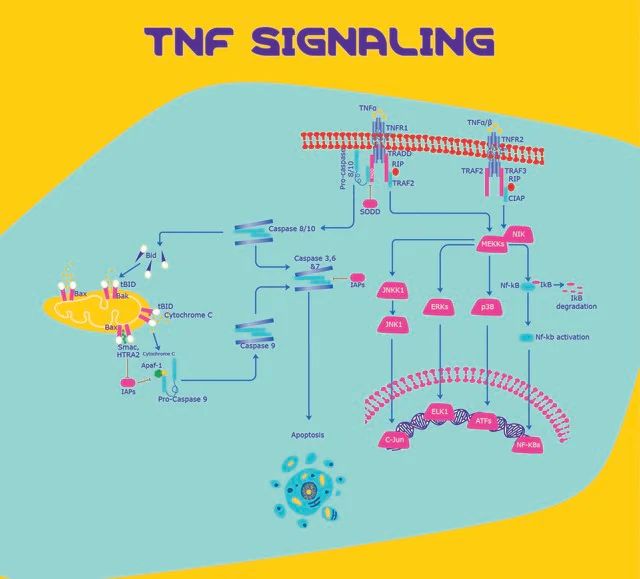 Tumor Necrosis Factor Soluble Receptor I (TNF sRI)/Fc Chimera human