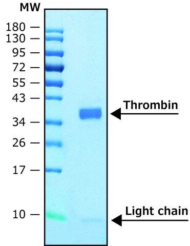 Thrombin human
