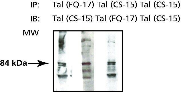 Anti-Tal (CS-15) antibody produced in rabbit