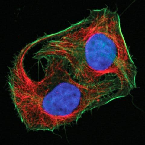 Mix-n-Stain<sup>TM</sup> CF<sup>TM</sup> 750 Antibody Labeling Kit (5-20μg)