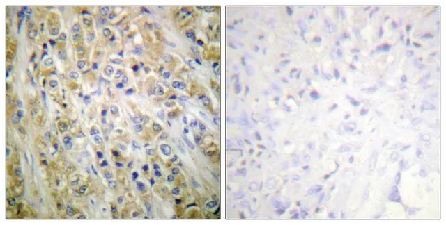 Anti-Prostate-specific Antigen antibody produced in rabbit