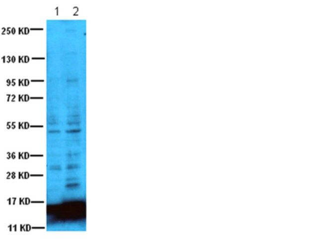 Anti-Acetyl Lysine Antibody