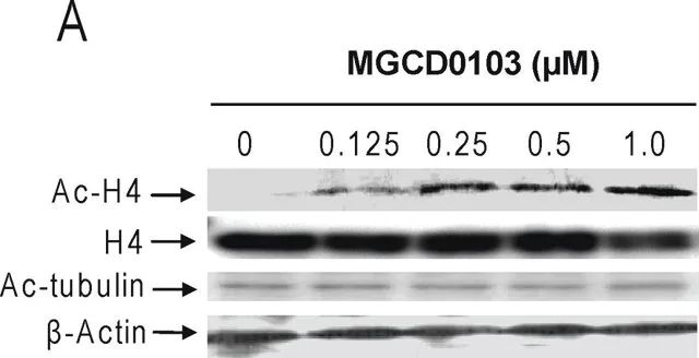 Anti-Acetylated Tubulin antibody, Mouse monoclonal antibody produced in mouse