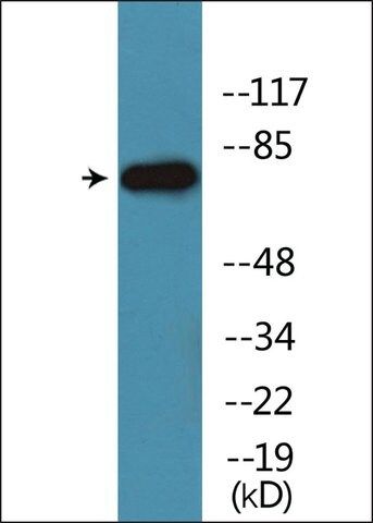Anti-phospho-Tau (pSer<sup>516/199</sup>) antibody produced in rabbit