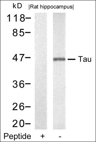 Anti-MAPT (Ab-212) antibody produced in rabbit