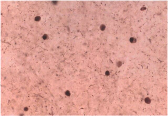 Anti-Synuclein α Antibody
