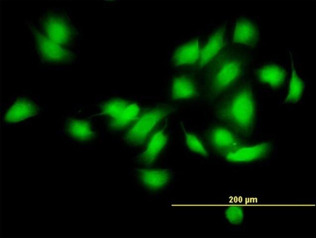 Monoclonal Anti-CAMK2A antibody produced in mouse