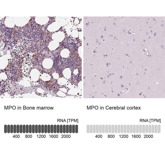 Anti-MPO antibody produced in rabbit