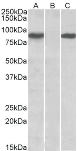 Anti-STAT4 antibody produced in goat