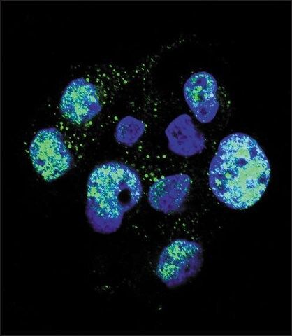 ANTI-PHOSPHO-ENOS(S1177) antibody produced in rabbit