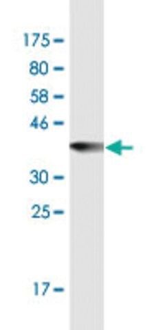 Monoclonal Anti-MPO antibody produced in mouse