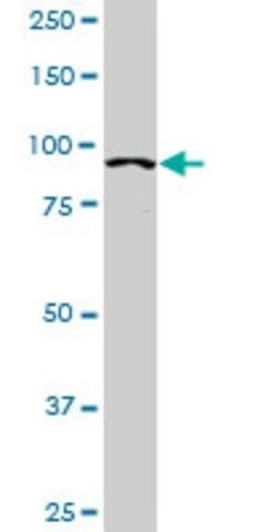 Monoclonal Anti-ACTN4 antibody produced in mouse