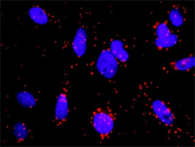 Monoclonal Anti-NOS3 antibody produced in mouse