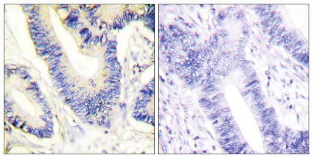 Anti-IRS-1 antibody produced in rabbit