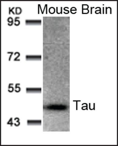 Anti-MAPT (Ab-205) antibody produced in rabbit