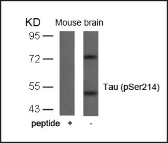 Anti-phospho-MAPT (pSer<sup>214</sup>) antibody produced in rabbit