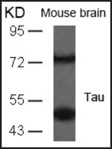 Anti-MAPT (Ab-235) antibody produced in rabbit