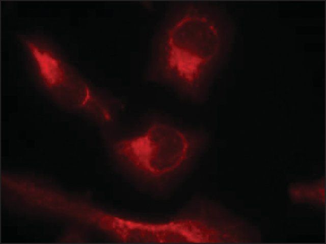 Anti-phospho-MAPT (pSer<sup>356</sup>) antibody produced in rabbit