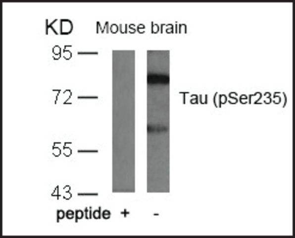 Anti-phospho-MAPT (pSer<sup>235</sup>) antibody produced in rabbit