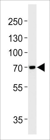 ANTI-TAU (MAPT) (S720) antibody produced in rabbit