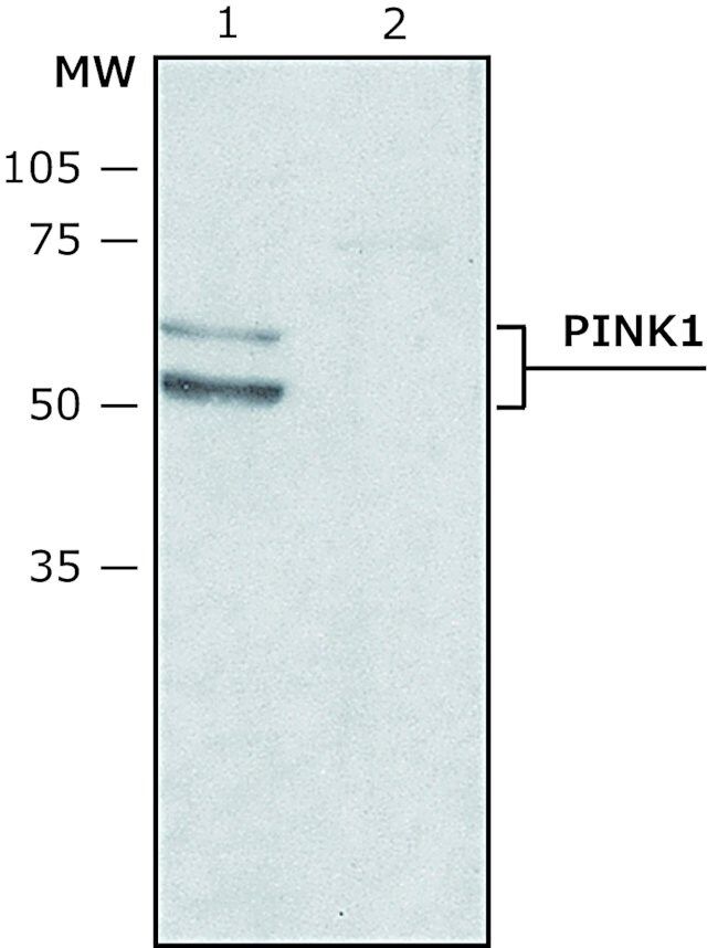 Anti-PINK1 (N-terminal region) antibody produced in rabbit