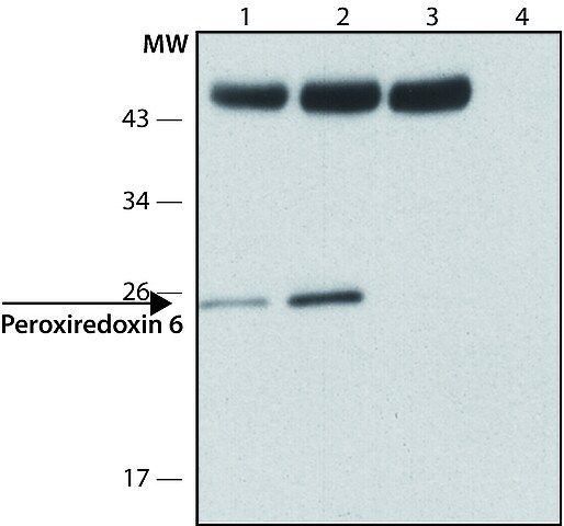 Anti-Peroxiredoxin 6 (C-terminal) antibody produced in rabbit