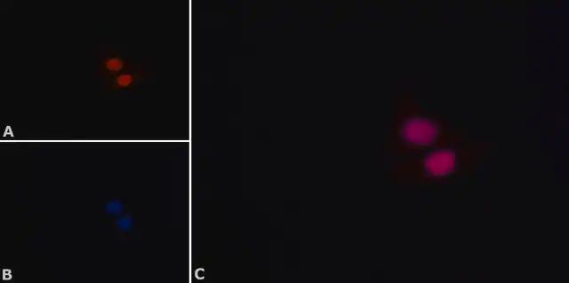 Monoclonal Anti-p53-Biotin antibody produced in mouse