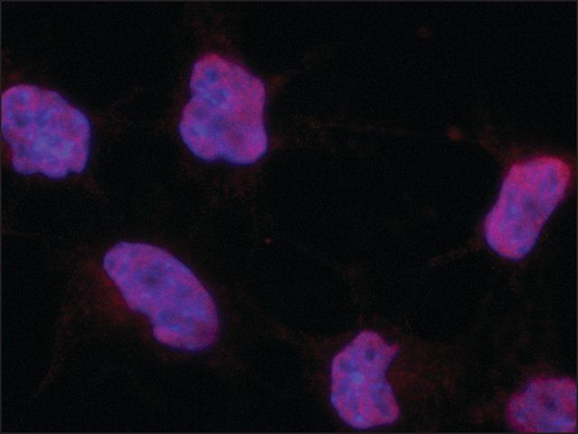 Anti-POU5F1 (Oct4) antibody produced in rabbit