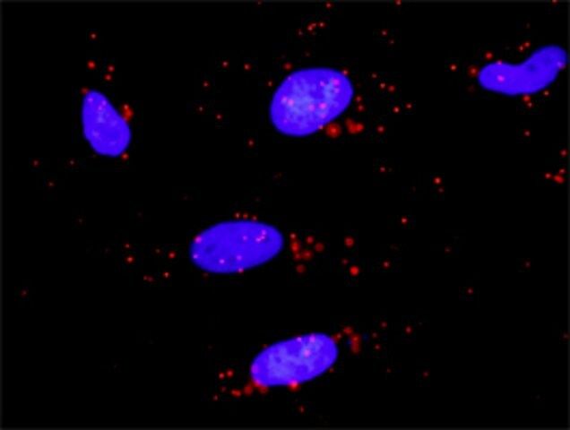 Monoclonal Anti-ZBTB16 antibody produced in mouse