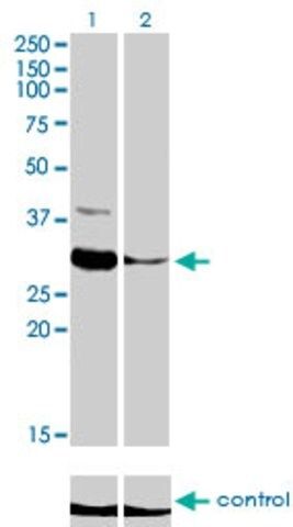 Monoclonal Anti-ZNF215 antibody produced in mouse