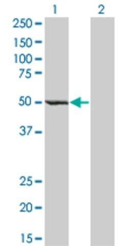 Monoclonal Anti-ZWILCH antibody produced in mouse