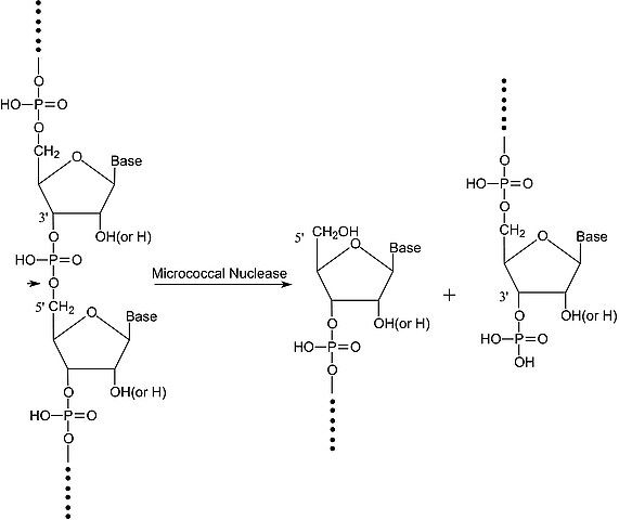 Nuclease micrococcal from <i>Staphylococcus aureus</i>