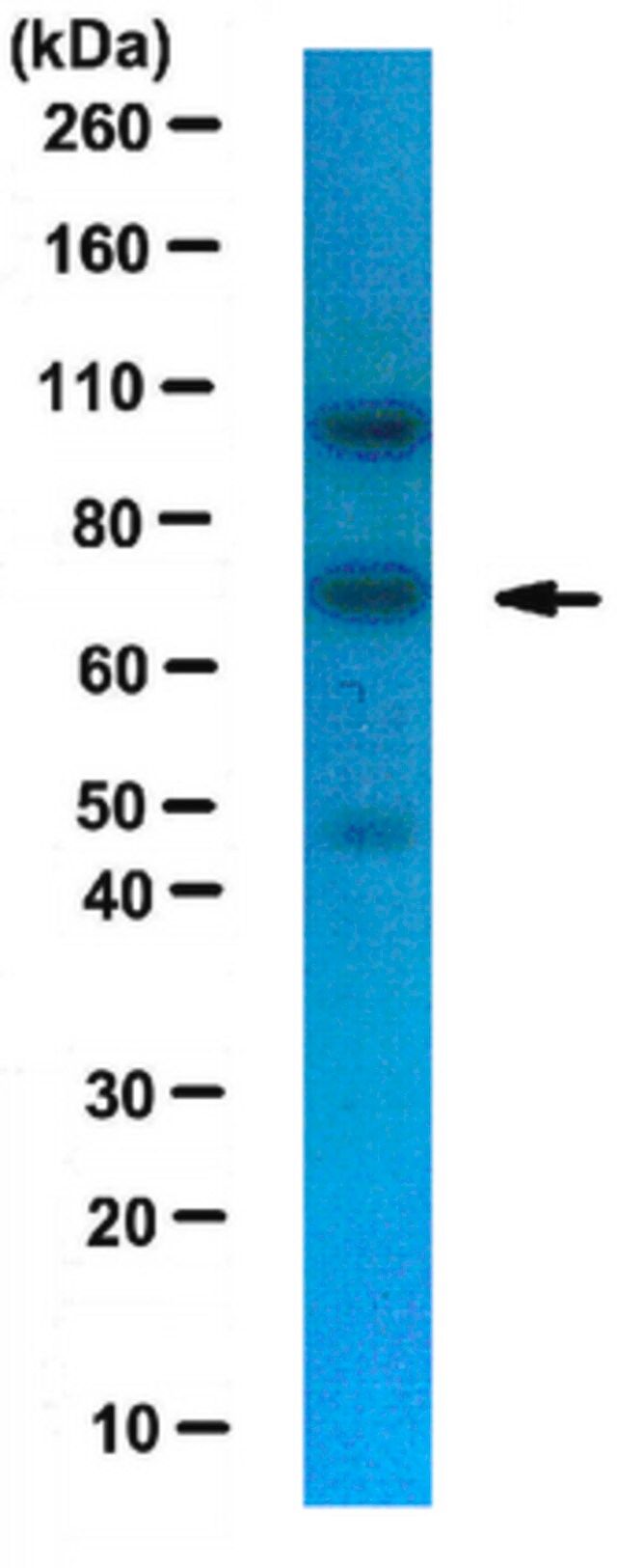 Anti-NXF1 Antibody