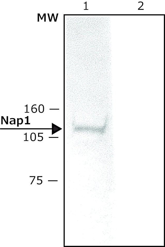 Anti-Nap1 (N-terminal) antibody produced in rabbit