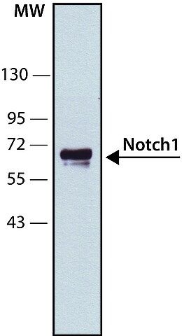 Anti-Notch1 antibody, Mouse monoclonal