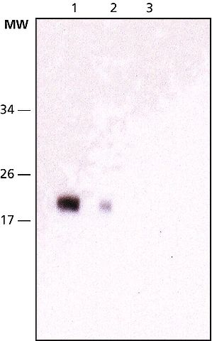 Anti-NY-ESO-1 antibody, Mouse monoclonal antibody produced in mouse