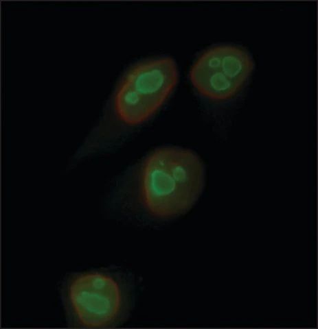 Anti-Nucleolin-Atto 488 antibody produced in rabbit