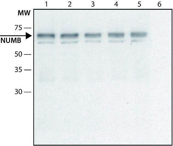 Anti-NUMB (C-terminal) antibody produced in rabbit