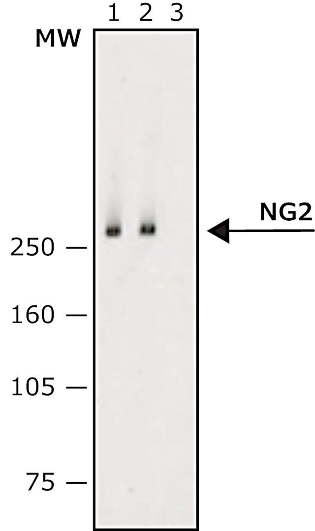 Monoclonal Anti-NG2 antibody produced in mouse