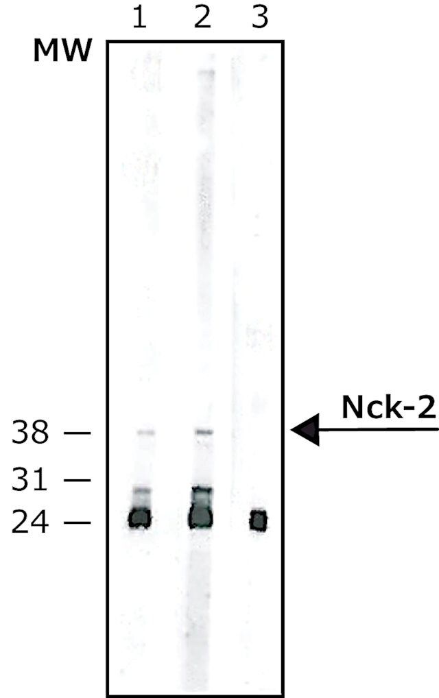 Monoclonal Anti-Nck-2 antibody produced in mouse