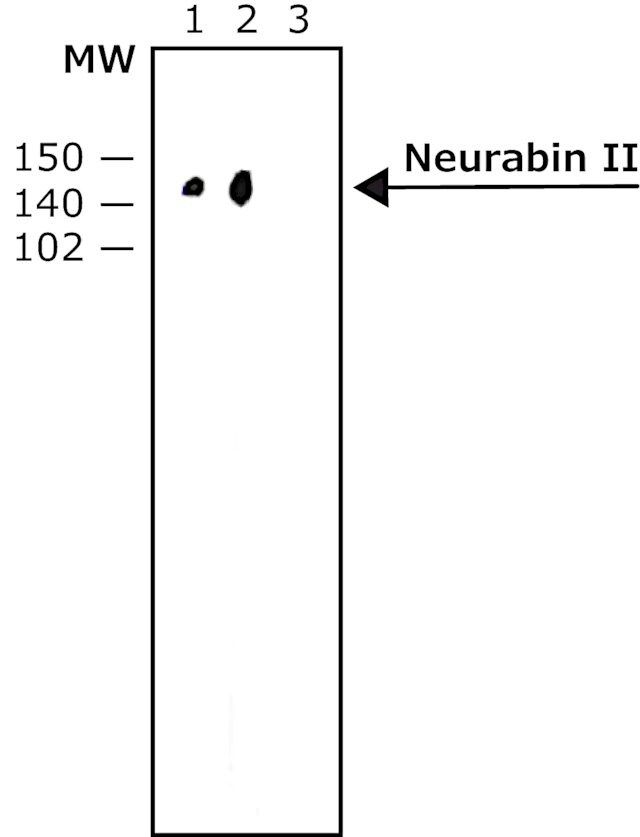 Anti-Neurabin II (C-terminal) antibody produced in rabbit
