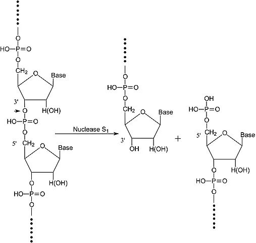 Nuclease S<sub>1</sub> from <i>Aspergillus oryzae</i>