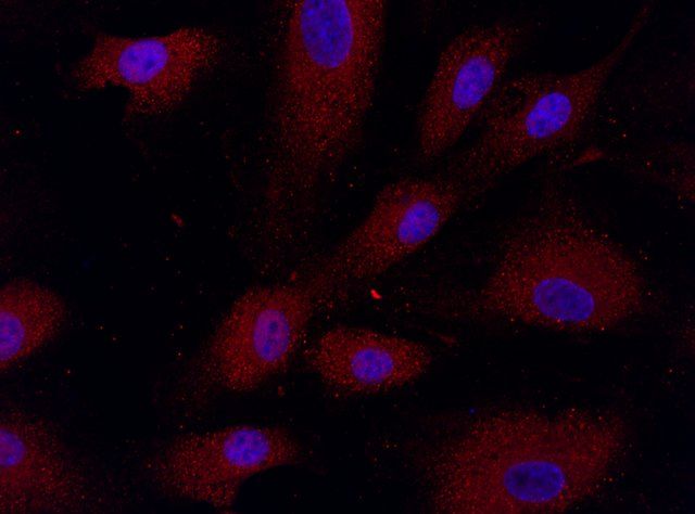 Anti-OTUB1 (57-70) antibody produced in rabbit