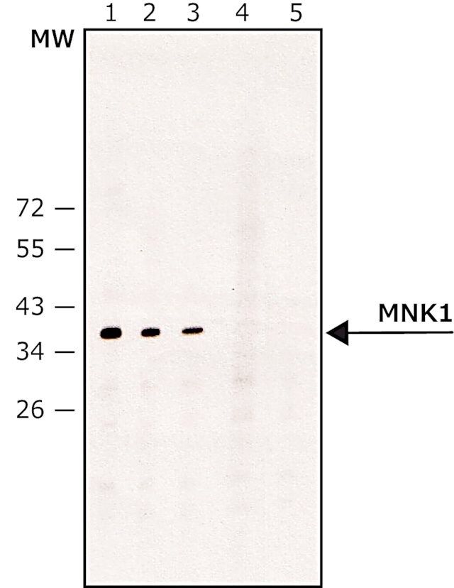 Anti-MNK1 antibody produced in rabbit