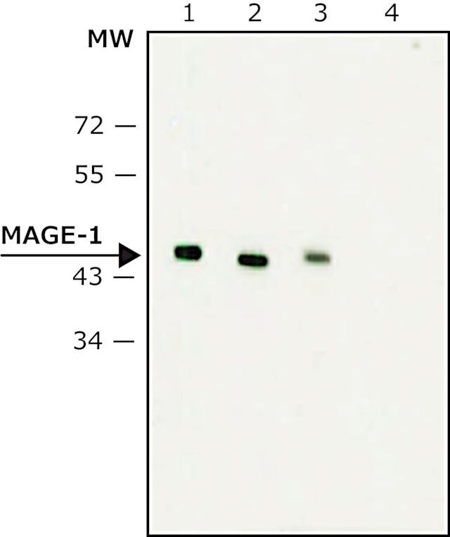 Monoclonal Anti-MAGE-1 antibody produced in mouse