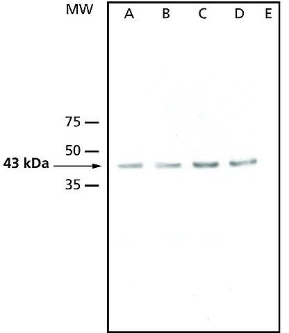 Anti-AtMPK3 antibody produced in rabbit