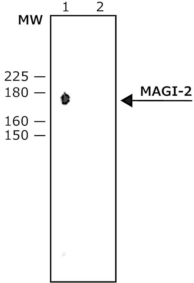 Anti-MAGI-2 antibody produced in rabbit