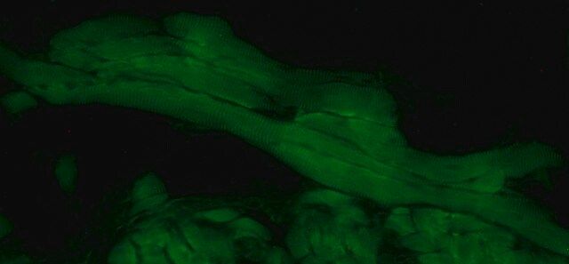 Anti-Myopodin antibody produced in rabbit