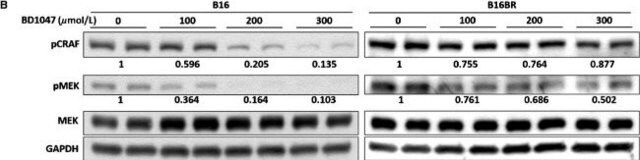 Monoclonal Anti-GAPDH-Peroxidase antibody produced in mouse
